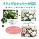 ��ͽ��� ����� 2026 �饰��󥸥� 5��ȭ ȭ���� �֥饤���륷�� ���ꥹ�����������2 �����ǥ꡼�� �������� �������� ���۲� ���ե� ����̵��