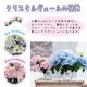 ��ͽ��� ����� 2026 �饰��󥸥� 5��ȭ ȭ���� �֥饤���륷�� ���ꥹ�����������2 �����ǥ꡼�� �������� �������� ���۲� ���ե� ����̵��