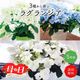 ��ͽ��� ����� 2026 �饰��󥸥� 5��ȭ ȭ���� �֥饤���륷�� ���ꥹ�����������2 �����ǥ꡼�� �������� �������� ���۲� ���ե� ����̵��