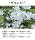��ͽ��� ����� 2026 �饰��󥸥� 5��ȭ ȭ���� �֥饤���륷�� ���ꥹ�����������2 �����ǥ꡼�� �������� �������� ���۲� ���ե� ����̵��