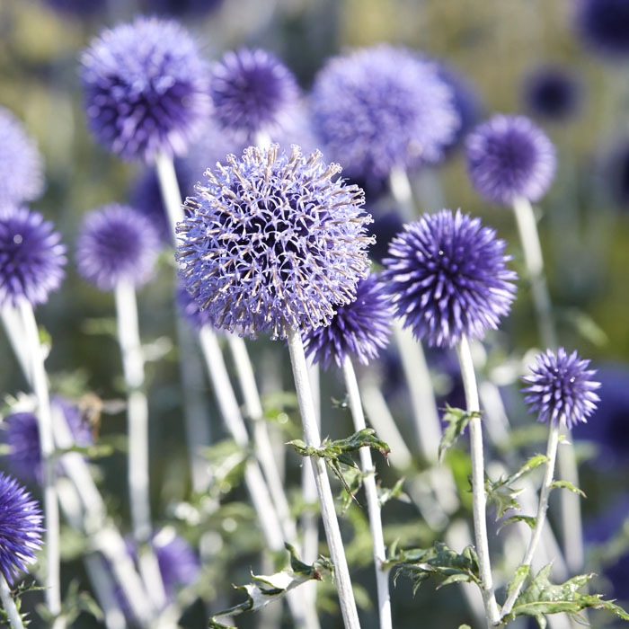 ��ͽ��۽ɺ��� �� �����Υץ� ��ȥ� 9������󥰥ݥå� �ڤ�ָ��� ����ä��󤽤� ¿ǯ�� �ڥ�˥��� �ڣ�������ܤ��缡ȯ����