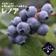 �֥롼�٥꡼ ���� ��� ������ϥ��֥å���� ��Υ� 12����ݥå� �̼� ���̼� berry ��� �����ǥ˥� ���� ��������