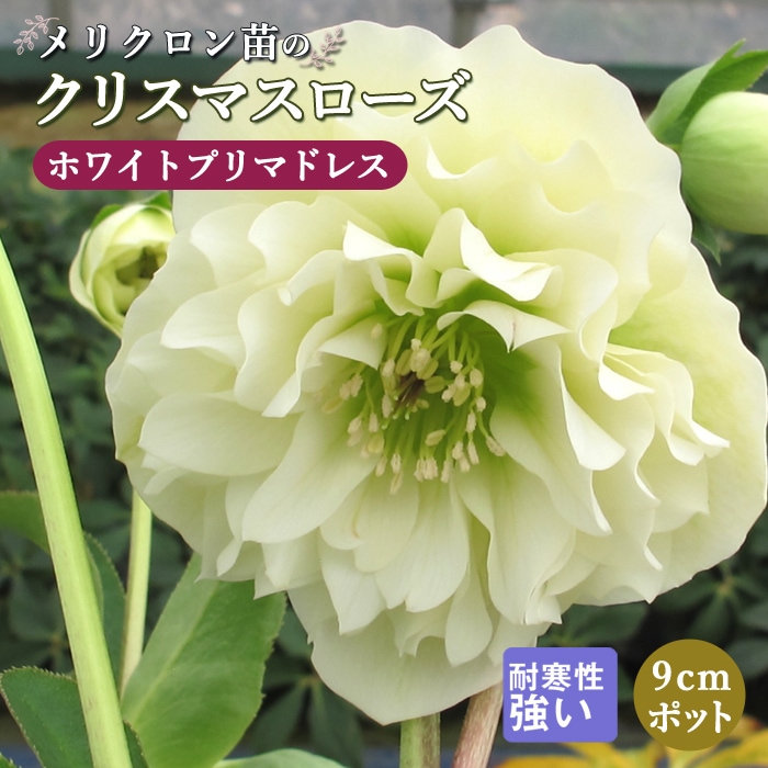クリスマスローズ 苗 ホワイトプリマドレス メリクロン苗 9cmポット