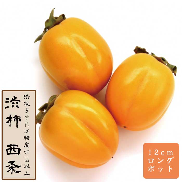 �³� �� ����ʤ������礦�� �̼� ���� ���� �� 12������󥰥ݥå� ����̵�� �������� ���� ���� ��