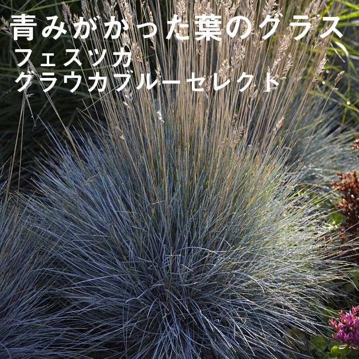 宿根草 苗 フェスツカ グラウカブルーセレクト ９ｃｍロングポット 草丈の低い しゅっこんそう 多年草 ペレニアル 宿根草 花の大和オンラインショップ