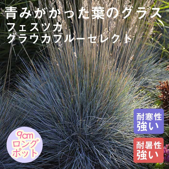 11月中旬より順次発送】宿根草 苗 フェスツカ グラウカブルーセレクト