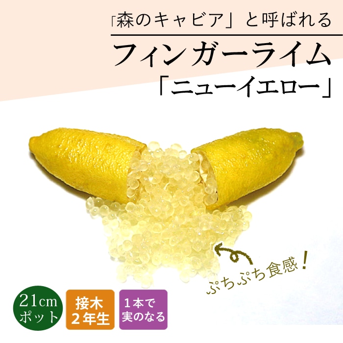 柑橘4年生　フィンガーライム接木苗／苗　8号鉢植え　果実鈴なり　撮影品のお届け 柑橘4年生 フィンガーライム接木苗／苗 8号鉢植え 果実鈴なり