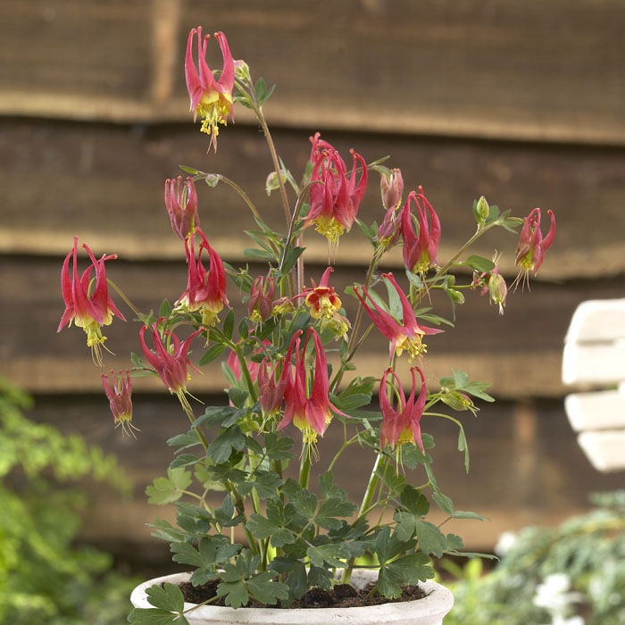 ͽ۽ɺ  쥮 ȥ󥿥 󥰥ݥå  Ⱦ  ǥ ä󤽤 ¿ǯڣ沼ܤ缡ȯ