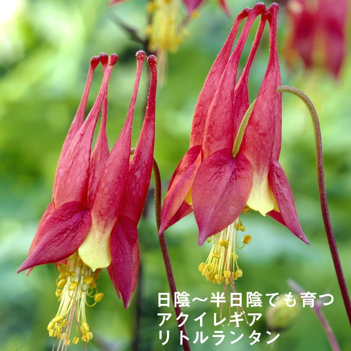 ͽ۽ɺ  쥮 ȥ󥿥 󥰥ݥå  Ⱦ  ǥ ä󤽤 ¿ǯڣ沼ܤ缡ȯ