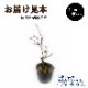 ֥롼٥꡼   γ ϥ֥å ѥ륿 12ݥå ̼ ̼ berry  ǥ˥  