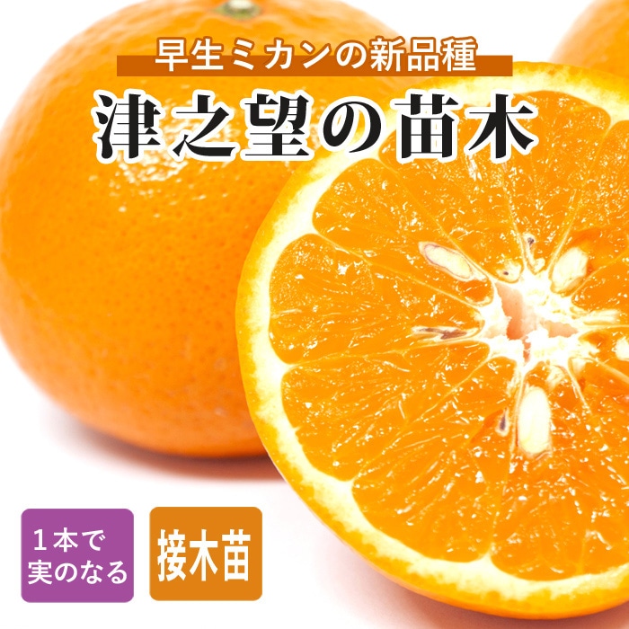 みかん 苗木 津之望 15cmポット 接木 柑橘苗 自家結実性 早生