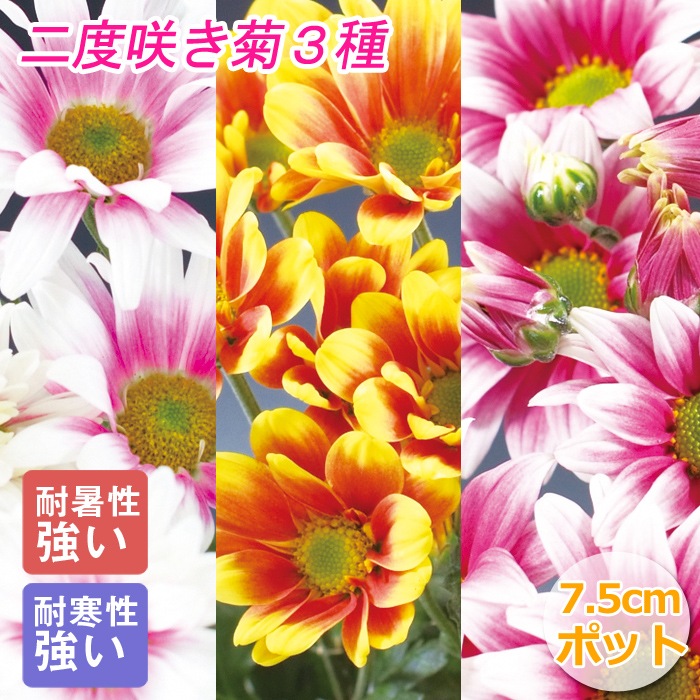 二度咲き 変わり咲き 菊 3種 セット 苗 7.5cmポット キク 花苗 切り花