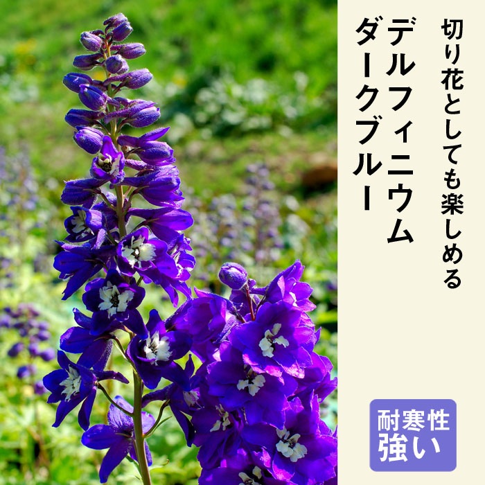 予約】宿根草 苗 デルフィニウム ダークブルー 9cmロングポット