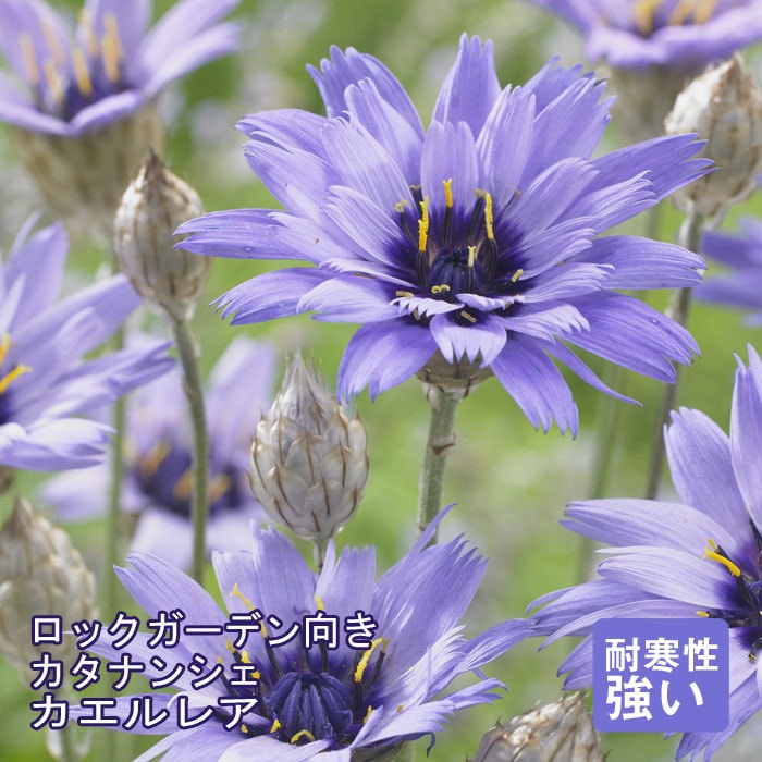 予約】宿根草 苗 カタナンシェ カエルレア 9cmロングポット 草丈の