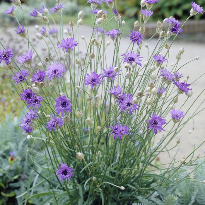 ��ͽ��۽ɺ��� �� �����ʥ󥷥� ������쥢 ��������󥰥ݥå� �����㤤 ����ä��󤽤� ¿ǯ�� �ڥ�˥��� �ڣ�������ܤ��缡ȯ����