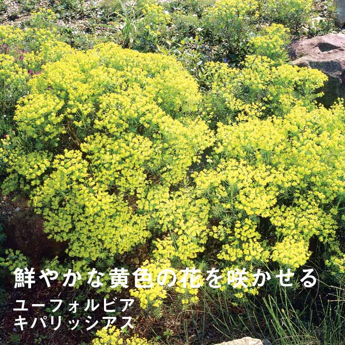 ͽ۽ɺ  桼եӥ ѥå 9󥰥ݥå 㤤 ä󤽤 ¿ǯ ڥ˥ڣ沼ܤ缡ȯ