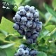 �֥롼�٥꡼ ���� ��� ��γ �ϥ��֥å���� �ǥ塼�� 12����ݥå� �̼� ���̼� berry ��� �����ǥ˥� ���� ��������