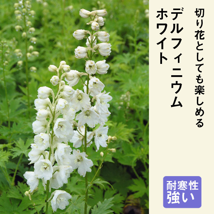 ��ͽ��� �ɺ��� �� �ǥ�ե��˥��� �ۥ磻�� 9������󥰥ݥå� �ڤ�ָ��� ����ä��󤽤� ¿ǯ�� �ڥ�˥���ڣ�������ܤ��缡ȯ����