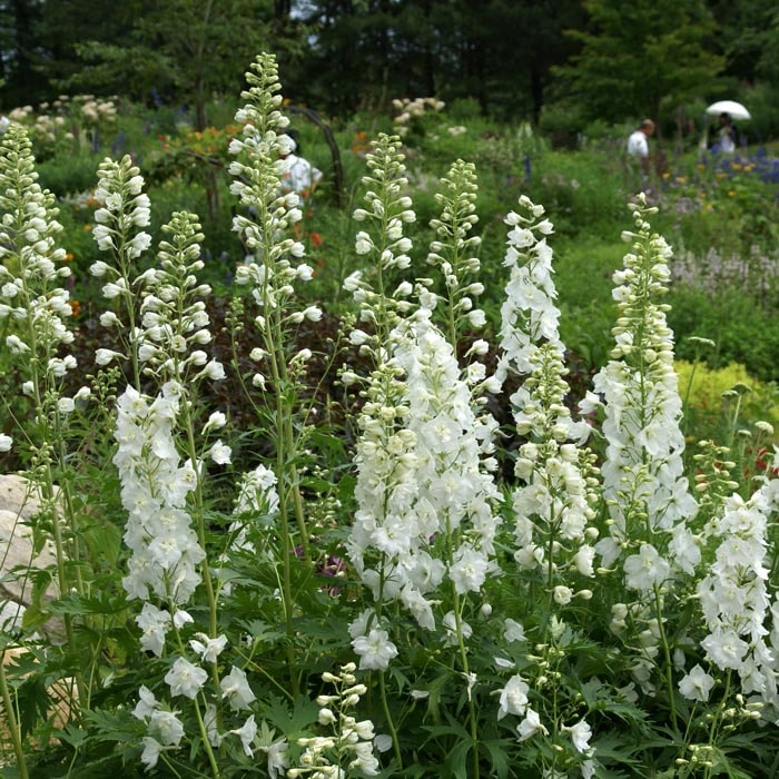 ��ͽ��� �ɺ��� �� �ǥ�ե��˥��� �ۥ磻�� 9������󥰥ݥå� �ڤ�ָ��� ����ä��󤽤� ¿ǯ�� �ڥ�˥���ڣ�������ܤ��缡ȯ����