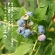 �֥롼�٥꡼ ���� ��γ �ϥ��֥å���� ������ 12����ݥå� �̼� ���̼� berry ��� �����ǥ˥� ���� ��������