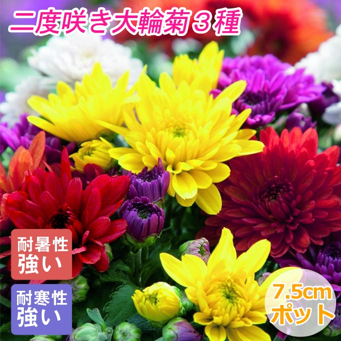 二度咲き 大輪菊 3種 セット 苗 7.5cmポット キク 花苗 切り花 お供え