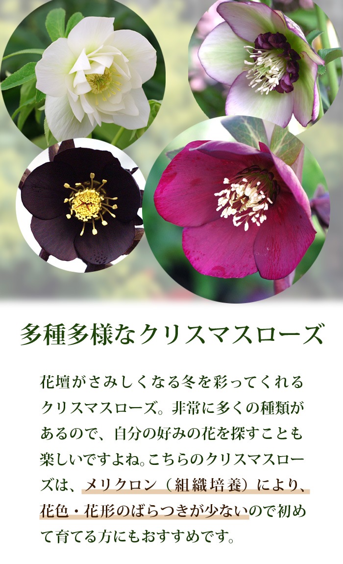 ���ꥹ�ޥ������� �� �ץ��ɡ��� �� �Ĥम ��ꥯ������ 9����ݥå� �� �Ѵ��� �����ǥ˥� �إ�ܥ륹 �ߥ襷