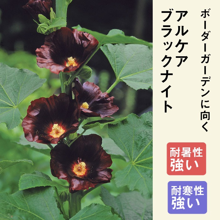 ��ͽ��۽ɺ��� �� ���륱�� �֥�å��ʥ��� 9������󥰥ݥå� ���������� ���ι⤤ �ܡ����� �����ǥ� ¿ǯ��ڣ����Ⱦ���缡ȯ����