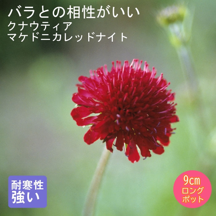 宿根草 苗 クナウティア マケドニカレッドナイト 9cmロングポット