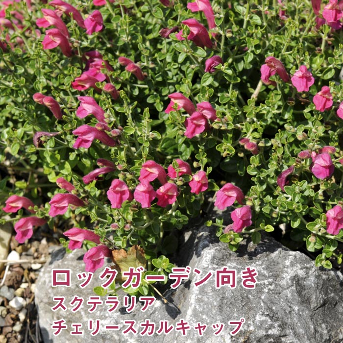 ��ͽ��۽ɺ��� �� �����ƥ�ꥢ �����꡼�����륭��å� ���� Ⱦ���� ��������󥰥ݥå� �������� �����ǥ� ¿ǯ��ڣ����Ⱦ���缡ȯ����