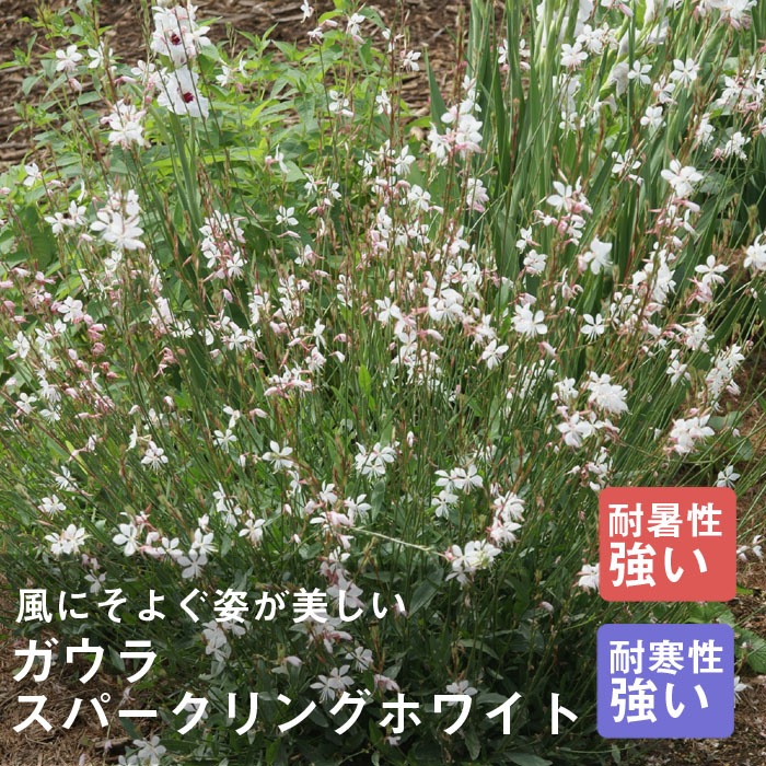 宿根草 苗 ガウラ スパークリングホワイト 暑さに強い ９ｃｍロングポット 予約商品 早割価格 １０月後半より順次発送 すべての商品 花の大和オンラインショップ