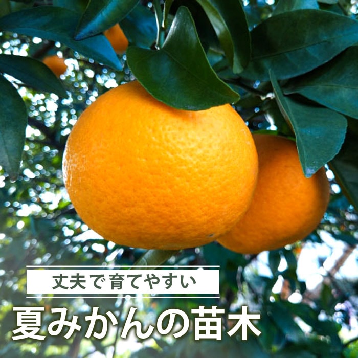 みかん苗木 夏みかん 15cmポット ナツダイダイ 夏代々 家庭菜園 接木