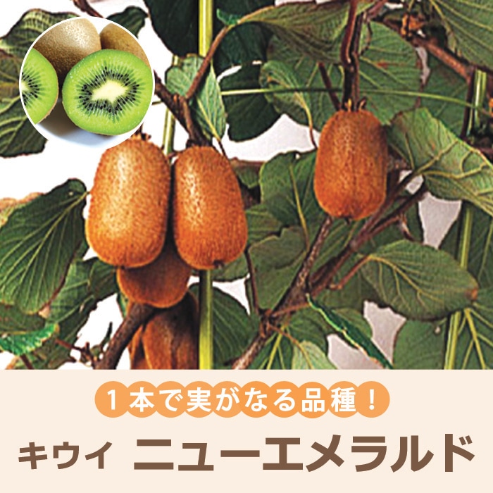 キウイ 苗 ニューエメラルド 15cmポット 1本で実のなる 果物 自家