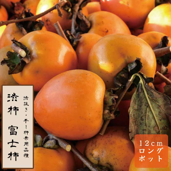 渋柿 苗 富士柿 (蜂屋) ふじ はちや 果樹 苗木 接木 苗 12cmロング