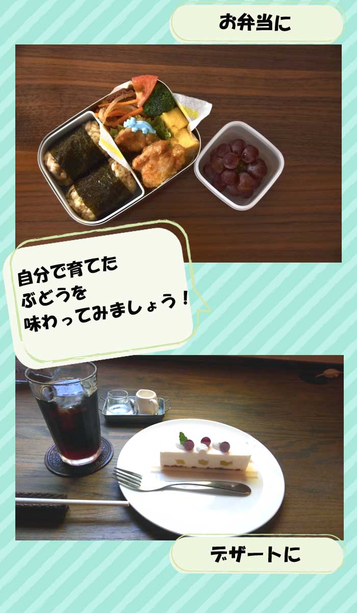 ブドウ 苗木 デラウェア 15cmポット苗 2年生苗 果樹 葡萄 自根苗 でらうぇあ 小粒 園芸 家庭菜園 ガーデニング 送料無料 | 果樹 ...