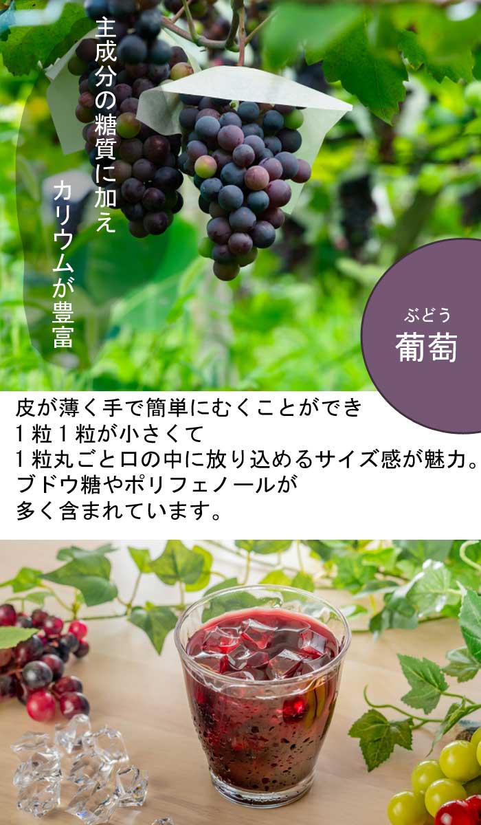 ブドウ 苗木 デラウェア 15cmポット苗 2年生苗 果樹 葡萄 自根苗 でらうぇあ 小粒 園芸 家庭菜園 ガーデニング 送料無料 | 果樹 ...