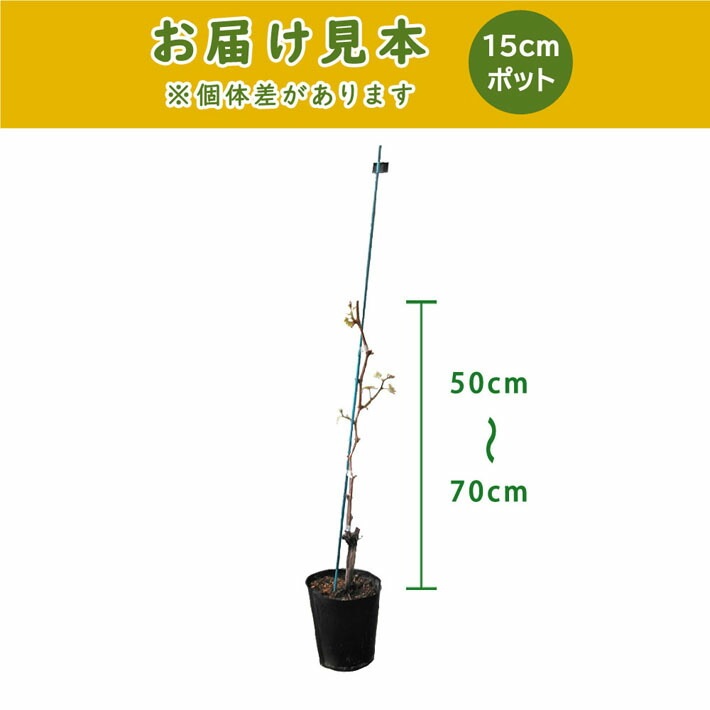 ブドウ 苗木 デラウェア 15cmポット苗 2年生苗 果樹 葡萄 自根苗 でらうぇあ 小粒 園芸 家庭菜園 ガーデニング 送料無料 | 果樹 ...
