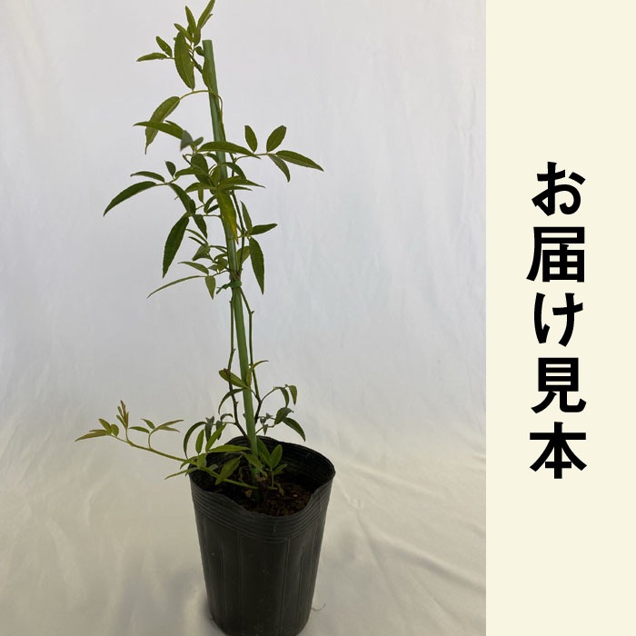 ��å����Х� ���� �� Ȭ�ź餭 ���� 10.5cm�ݥå� �����ǥ˥� ��� �Ĥ�Х� ���鲢�� ��Ƥ䤹�� �ڹ��� �Х��� �� rose