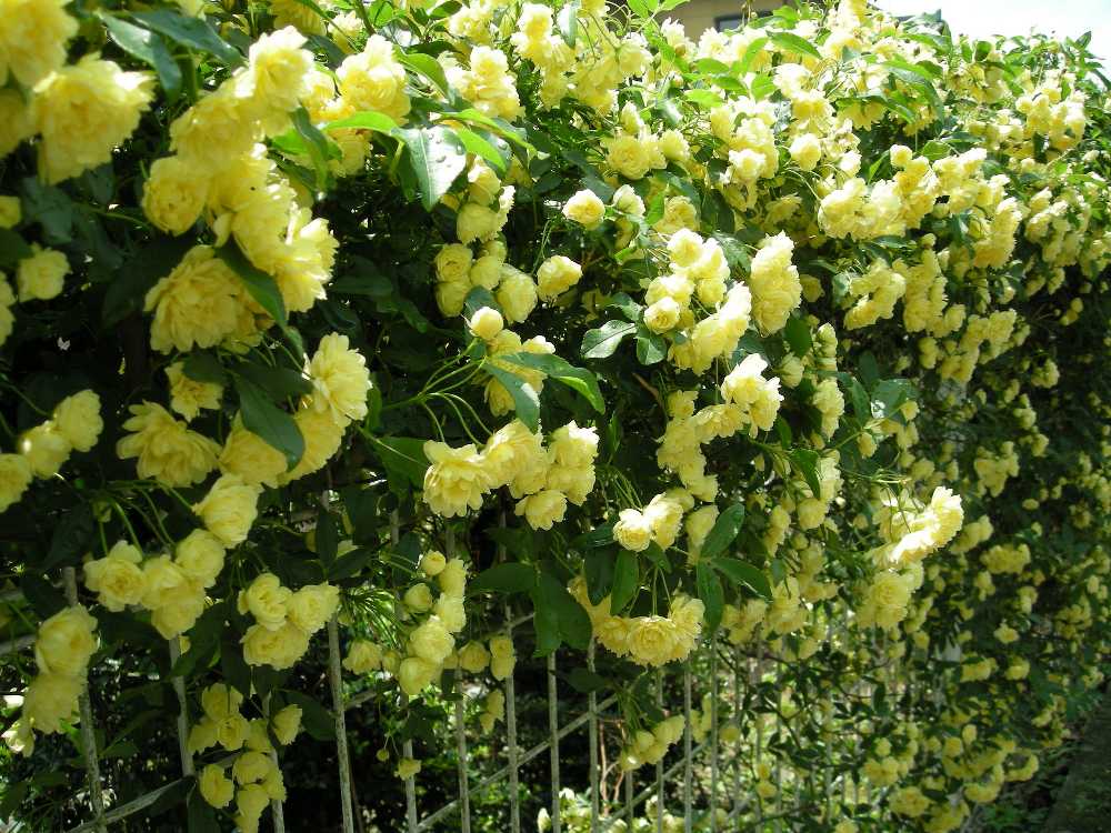 ��å����Х� ���� �� Ȭ�ź餭 ���� 10.5cm�ݥå� �����ǥ˥� ��� �Ĥ�Х� ���鲢�� ��Ƥ䤹�� �ڹ��� �Х��� �� rose