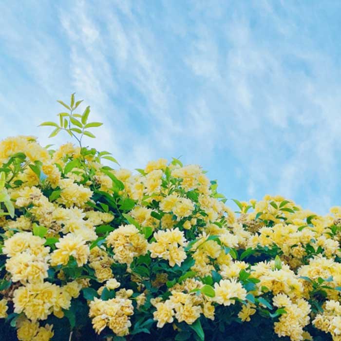 ��å����Х� ���� �� Ȭ�ź餭 ���� 10.5cm�ݥå� �����ǥ˥� ��� �Ĥ�Х� ���鲢�� ��Ƥ䤹�� �ڹ��� �Х��� �� rose