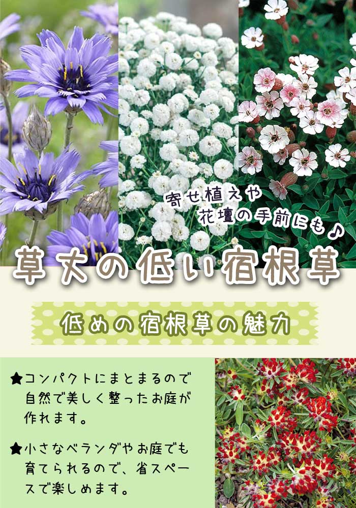 ��11����ܤ��缡ȯ���۽ɺ��� �� ���å� 9������󥰥ݥå� ��椬�⤤ ������ 6�ʼ� ���פ餤 �������� �ܡ����������ǥ� ��� ����̵��