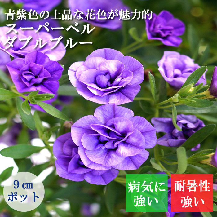 花苗 スーパーベル ダブルブルー 9cmポット カリブラコア
