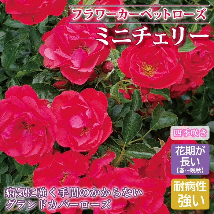 フラワーカーペットローズ ミニチェリー バラ 苗 ローズ 10.5
