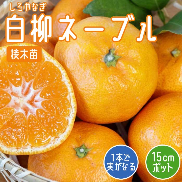 みかん 苗木 白柳 ネーブル 15cmポット 接木 柑橘 オレンジ 自家結実性 果樹 しろやなぎ ネーブル ミカン 園芸 家庭菜園 送料無料 ...