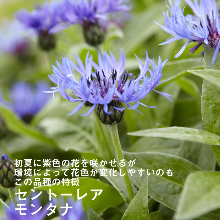 予約商品 宿根草 苗 セントーレア モンタナ ９ｃｍロングポット バラに合う 早割価格 １１月前半より順次発送 宿根草 花の大和オンラインショップ