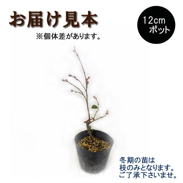 �֥롼�٥꡼ ���� �ϥ��֥å���� �֥롼�����å� 12����ݥå� �̼� ���̼� berry ��� �����ǥ˥� ���� ��������