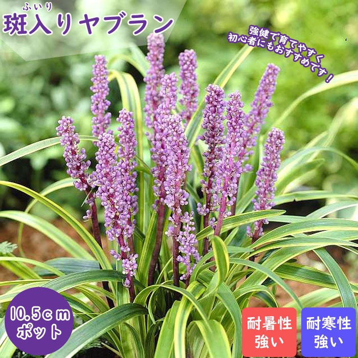 花苗 斑入りヤブラン 10.5cmポット ヤブラン ふいり 多年草 常緑 丈夫 耐寒性 耐暑性 病気に強い 育てやすい ローメンテナンス 半日 ...