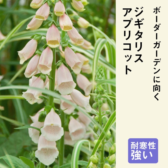宿根草 苗 ジギタリス アプリコット 9cmロングポット 草丈の高い