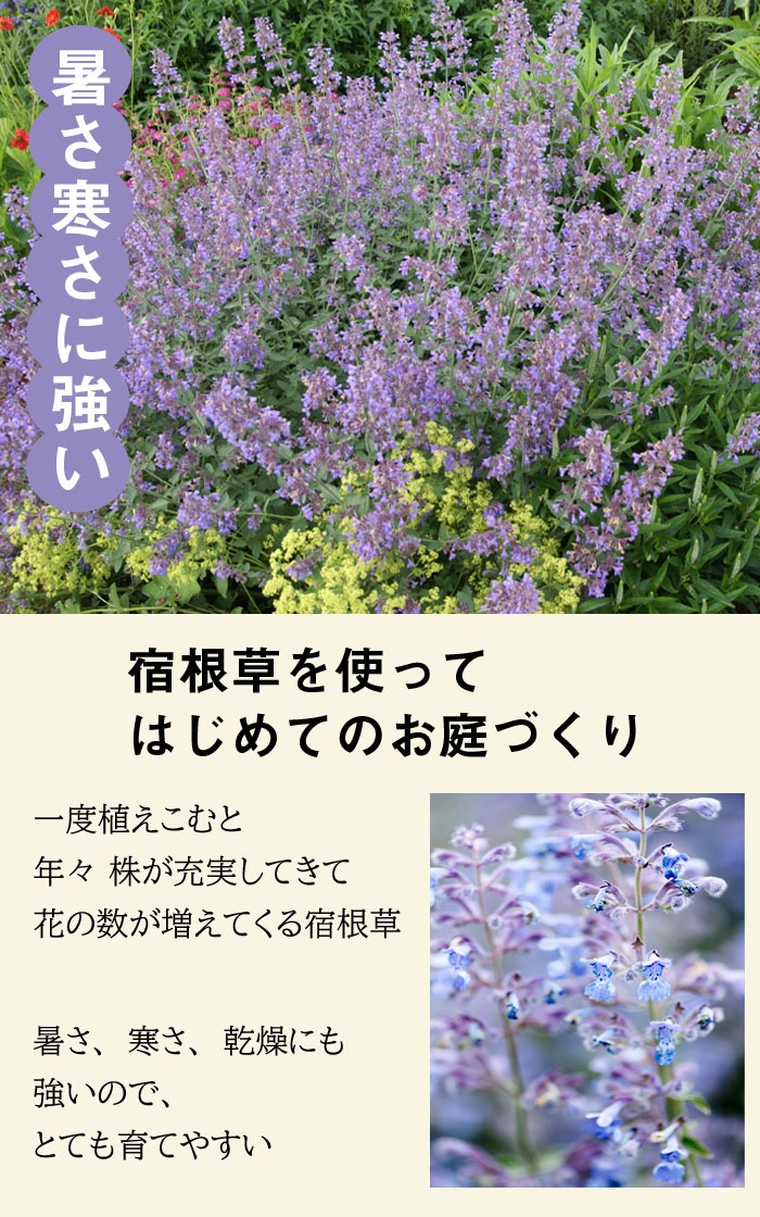 ��ͽ��۽ɺ��� �� �ͥڥ� ���å����ҥ륺���㥤����� ����åȥߥ�� 9������󥰥ݥå� �Х�˹礦 ¿ǯ�� �ڥ�˥���ڣ�������ܤ��缡ȯ����