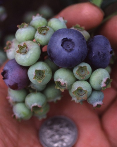 �֥롼�٥꡼ ���� �ϥ��֥å���� �ǥ����� 12����ݥå� �̼� ���̼� berry ��� �����ǥ˥� ���� ��������