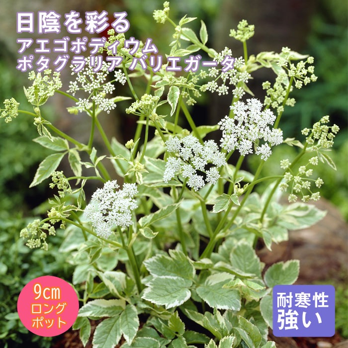 11月中旬より順次発送】宿根草 苗 アエゴポディウム ポタグラリア